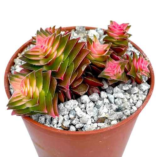 Crassula capitella ssp