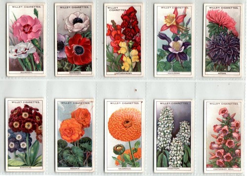 Wills garden flowers - garden,