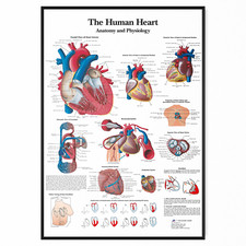 Human Anatomy Medical Doctor