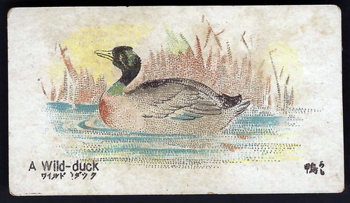 Kimura animals birds - -,