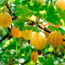Gooseberry Ribes uvacrispa
