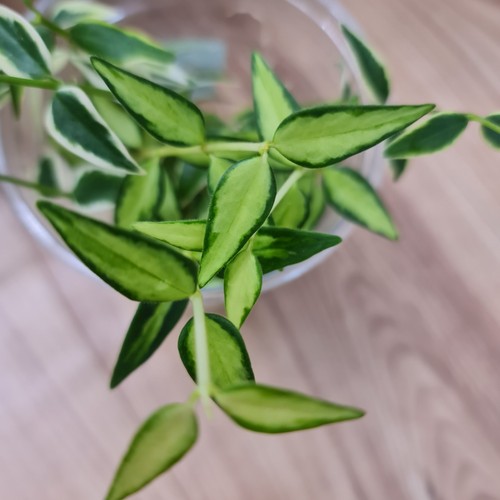 Hoya bella luis - hoya, 4