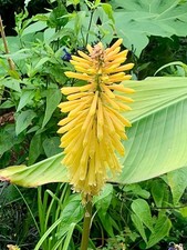 Kniphofia yellow ‘red hot