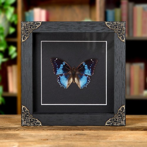 Western blue charaxes - blue,