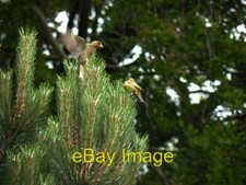 Photo 6x4 Two Greenfinches