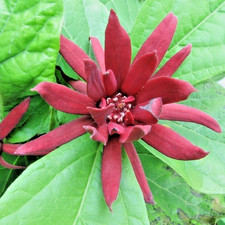 Calicanthus Floridus Allspice
