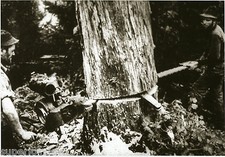 Vintage Chainsaws Old Time Two Man Chain Saw Huge Gas Saw 1930's Wedge GREAT