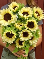 12 Valentine Sunflower Seeds  - Cut flowers last 18 days