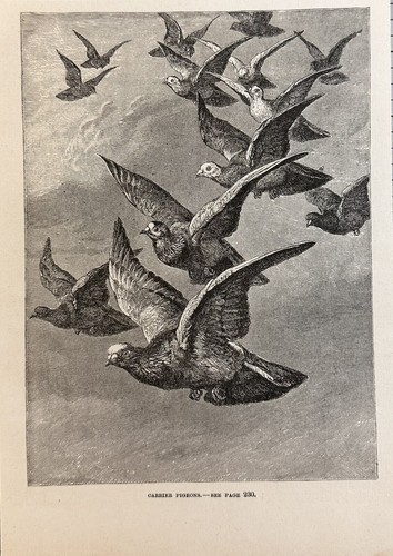 1892 carrier pigeons antique - 1892,
