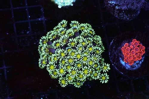 Green hornet goniopora coral - green,