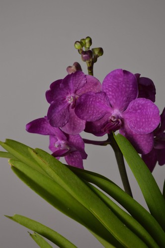 Tayanee cerise pink vanda - tayanee,