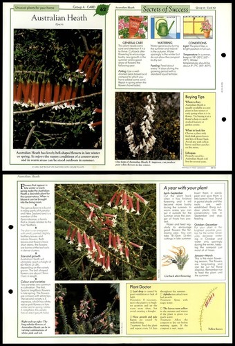 Australian heath unusual - australian, #62