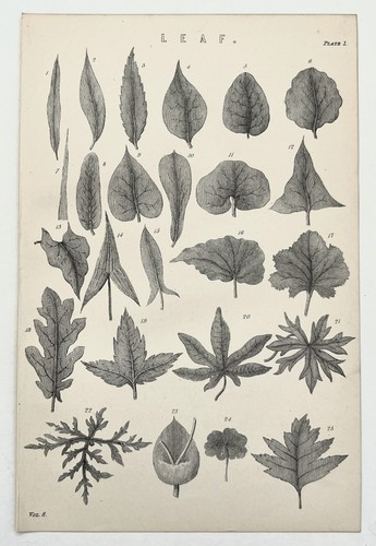 Plant leaves botanical - leaves,