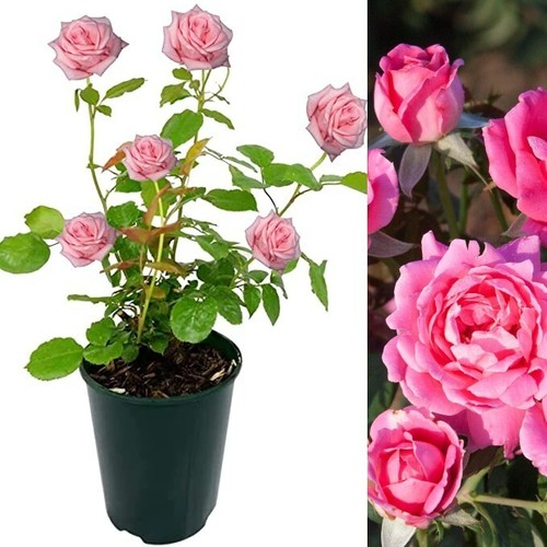 Rose bush pink fire - pink,