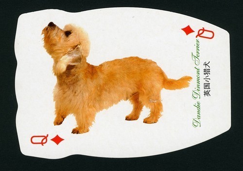 Dandie dinmont terrier single - terrier,