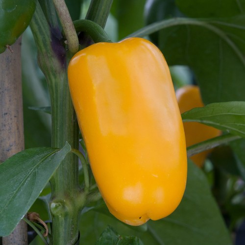 Capsicum bell pepper - bell, snack