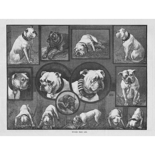 Bulldogs studies from life - life,
