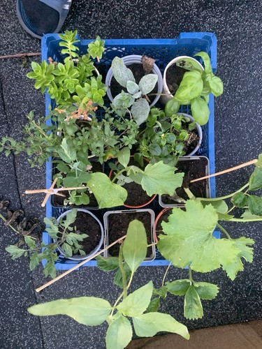 Beginner crate potted - crate, plants