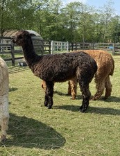 NEW Oriole's Black Suri Alpaca