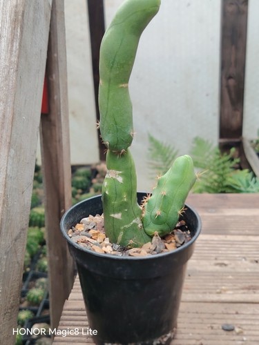 Male sexy cactus plant - ,