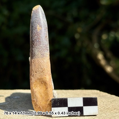 Rebbachisaurus tooth fossil - rebbachisaurus,