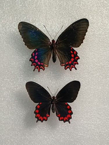 Cattleheart butterfly specimen - cattleheart,