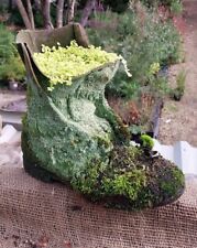 Soleirolia Soleirolii in