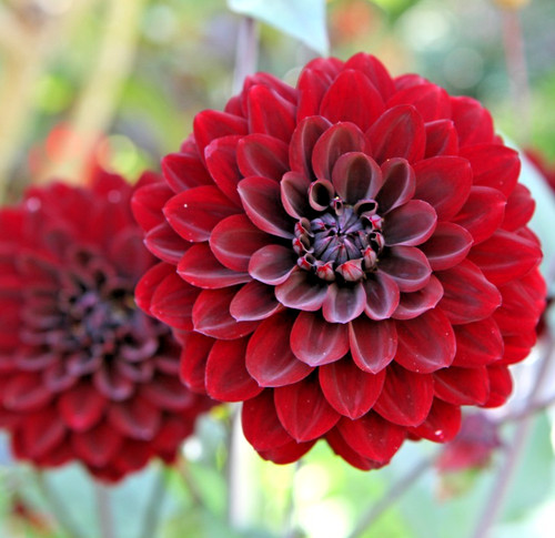 70x dahlia dwarf bloody - dahlia,