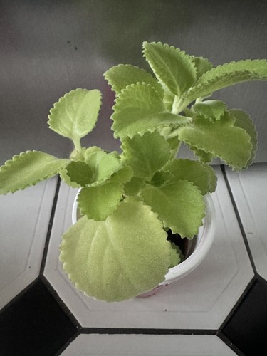 Plant sale spanish - ****plant,