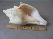Turbinella angulata west - angulata,