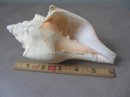 Turbinella angulata west - turbinella,