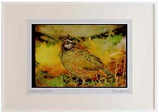 352077 Bobwhite Quail (cock)