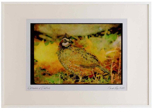 352077 bobwhite quail - bobwhite, (cock)