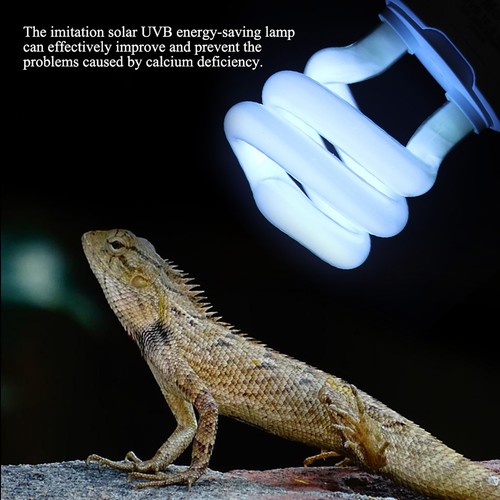 Spiral uvb reptile - spiral,