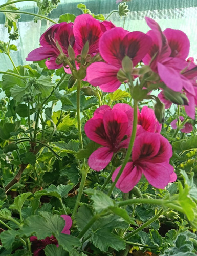 Pelargonium ashby scented - pelargonium,