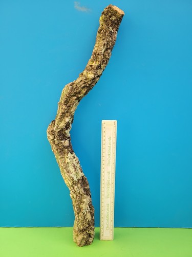 Cork bark branch - branch, snake