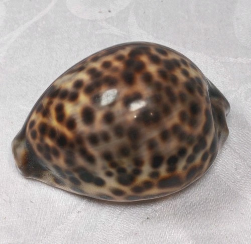 Large tiger cowrie shell - tiger,