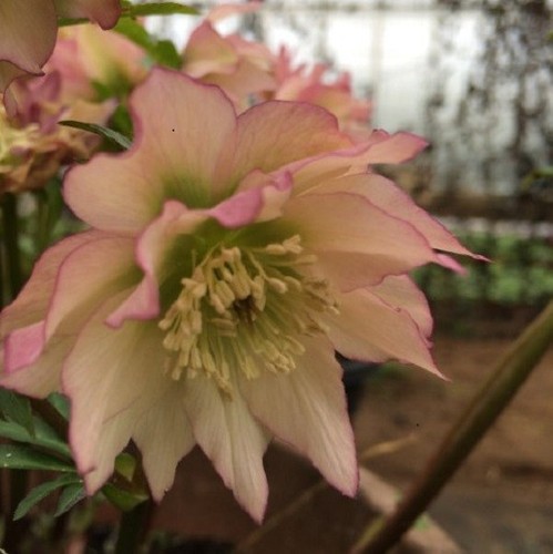 Helleborus hellebore - helleborus,