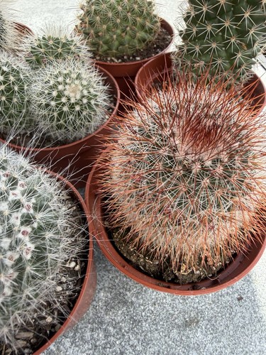Surprise mammilaria cacti - 3x,
