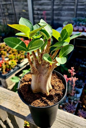 Adenium obesum desert rose - rose, |