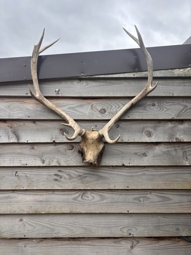 Highland red stag antlers - highland,