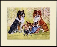 SHETLAND SHEEPDOG SHELTIE DOGS