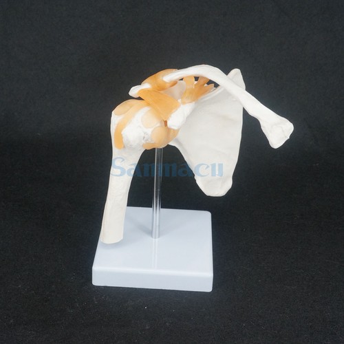 Life size shoulder joint - size,