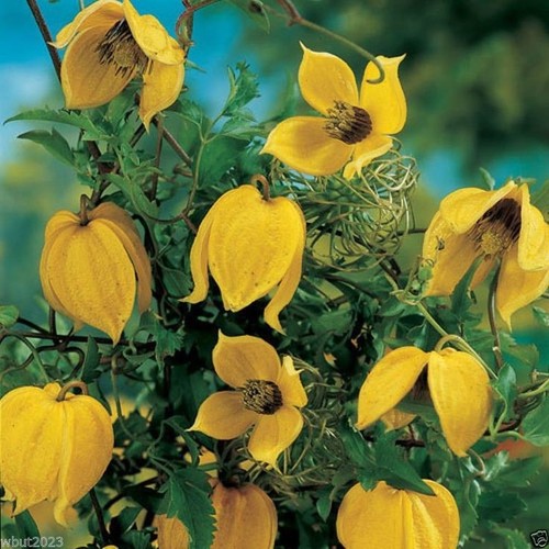 Clematis yellow hybruda - 30+,