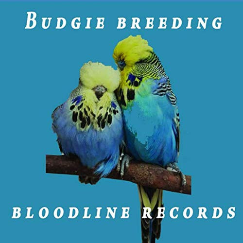 Budgie breeding bloodline - breeding,