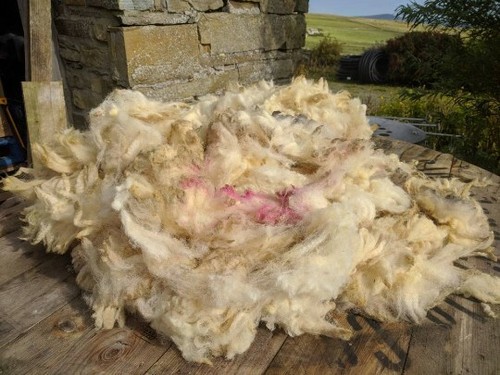 Organic sheep fleece native - organic,