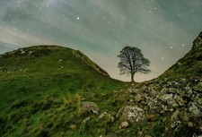 A4 Sycamore Gap Tree Poster (Brand New)