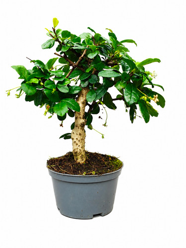 Fukien tea bonsai tree - bonsai, carmona