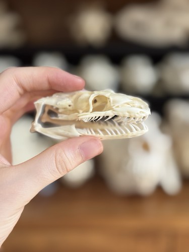 Taxidermy skeleton bones