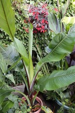 Rare Ensete Hiniba Banana